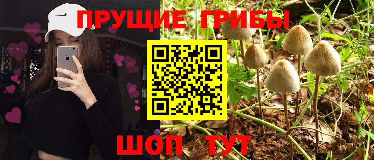 Псилоцибиновые грибы Cubensis Губкинский